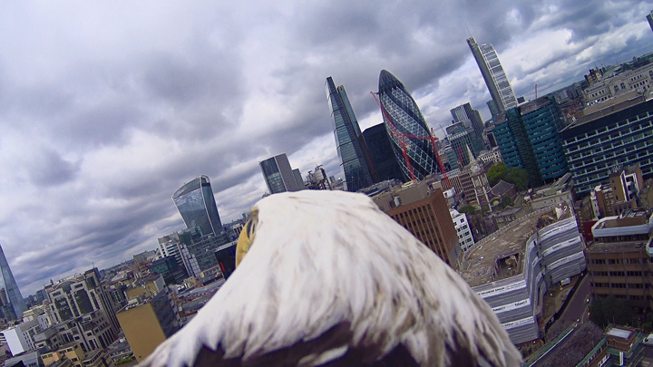 Un águila sobrevuela Londres con una cámara en su espalda